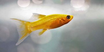 Fånga skönheten i ditt akvarium med färgglada fiskar