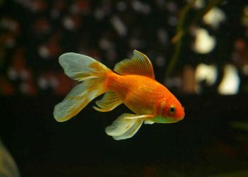 Optimalt antal fiskar för ett 70 liters akvarium: En guide för harmoniskt vattenliv