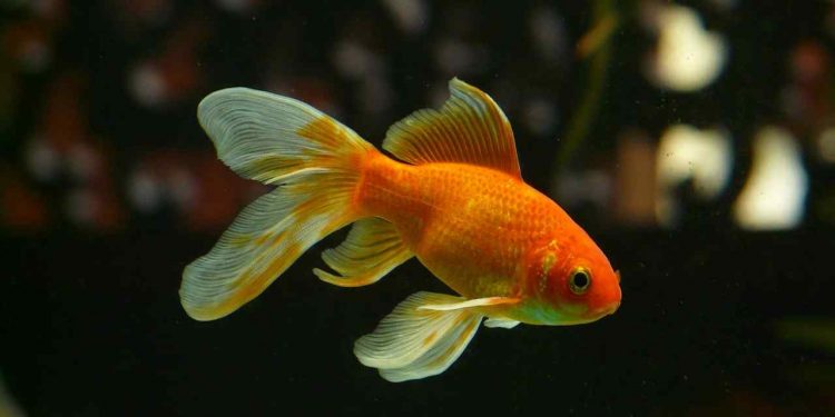 Optimalt antal fiskar för ett 70 liters akvarium: En guide för harmoniskt vattenliv