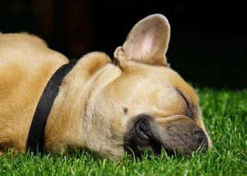 Spanska hundar till adoption: Upptäck charm och kärlek från spaniens gatuhundar