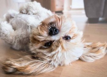 Enkla metoder för att lära din hund att gå i koppel