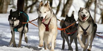 Hundar och oliver: Vad du behöver veta om detta delikata dilemma