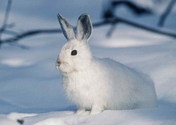 Mjällkvalster hos kaniner: Förebyggande åtgärder och behandlingstips