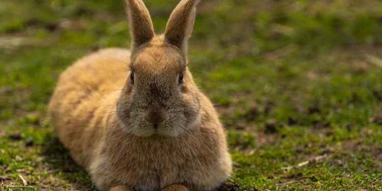 Optimal fodergiva för kaniner: Rätt mängd pellets att ge