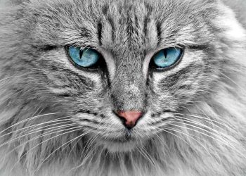 Ge din katt en rolig utmaning med en klättervägg för inomhusäventyr