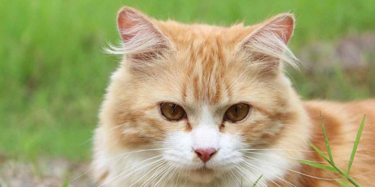 Katt hängmatta: Skapa en lyxig vila för din katt