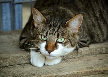 Säkra ditt hem med kattstängsel – En guide för tryggare utevistelse