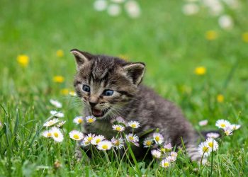 Kontrastrik skönhet: Den fascinerande svart och vita katten
