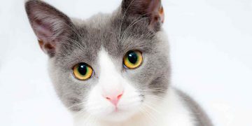 Katt i koppel – En spännande guide för att promenera med din katt