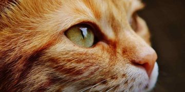 Bärnstenshalsband för katter: En naturlig och stilfull accessoar