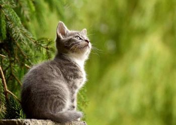 Magiskt vacker: Upptäck förtrollningen hos den vita katten