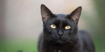 Prisvärd id-märkning för katter – Säkerhet och trygghet för din älskade katt
